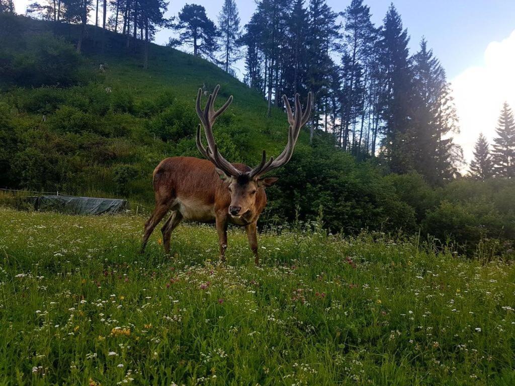 Hotel Alpina Regina Biberwier Kültér fotó